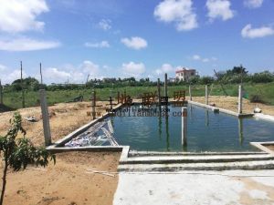 陵水县城2公里50亩芒果地转让