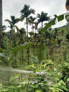 海南陵水本号镇33亩果园转让