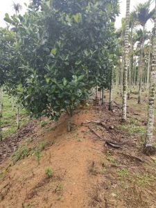 海南陵水本号镇70亩槟榔园 转让