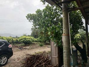 海南陵水本号镇60亩芒果园 转让