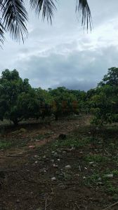 海南陵水英州35亩芒果园 转让