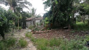 海南陵水南湾猴岛58亩芒果园转让