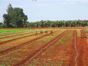 海南省三亚市市辖区蔬菜粮油地500亩出租