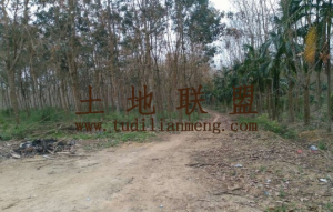 海南省海口市琼中50亩果园转让