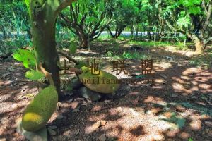 海南省海口市100亩旱地转让