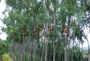 海南万宁68亩农场地转让