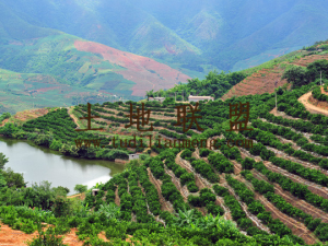 陵水光坡50亩耕地出租