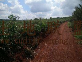 海南海口167亩园地 水浇地 农场转让 