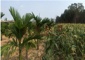 海南乐东县利国镇新民村250平米宅基转让