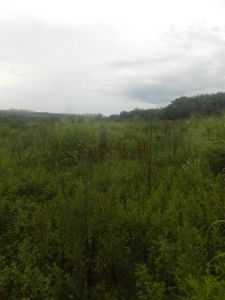 海南昌江出租2000亩地做光伏发电