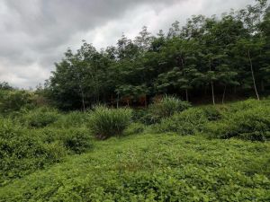 海南省保亭县32亩果园转让