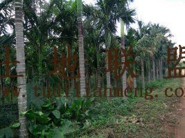 黄竹镇65亩园地 转让