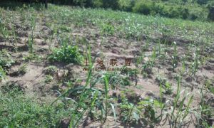 海南昌江大坡700亩农用地出租