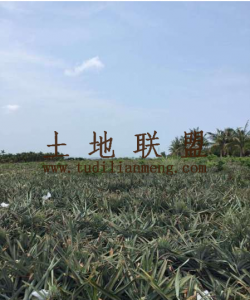 万宁市山根镇14亩坡地出租