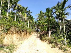 海南省保亭50亩果园转让