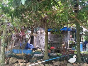 陵水80亩林地 转让