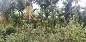 澄迈白莲66亩旅游商住用地转让