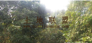 澄迈184亩果园地出租