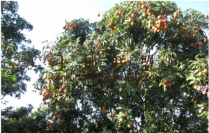 海口市琼山区50亩农场低价转让