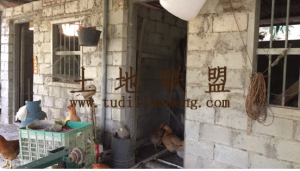 保亭12亩槟榔园转让