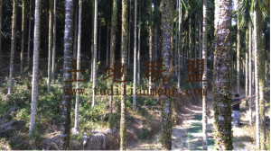 保亭28亩槟榔园转让