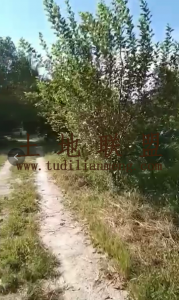 儋州市170亩果园转让