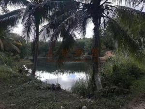 琼中阳江农场75亩林地转让