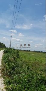 儋州王五镇300亩耕地出租