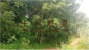 定安农场20亩林地转让