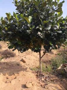 保亭南茂30亩果园转让