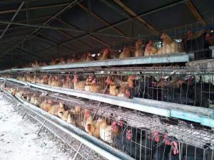 文昌100亩成熟果地转让