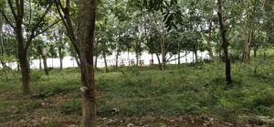 琼海大陆镇6亩橡胶林转让