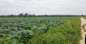 琼山200亩莲藕地出租