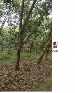 琼海6.7亩橡胶林转让