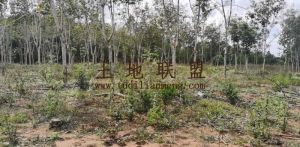 澄迈200亩种养殖地出租