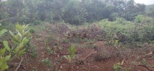 定安南丽湖42亩红土地转让