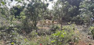 琼山区103亩林地转让