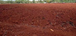 临高1500亩红土地出租