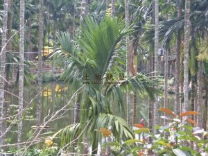 保亭30亩槟榔园转让