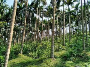 定安中瑞农场400亩林地转让