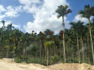 三亚吉阳区60亩槟榔芒果园转让