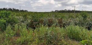 琼山区三门坡290亩菠萝地出租 