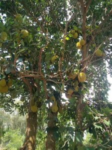 陵水提蒙26亩种养殖地转让