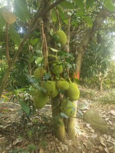 陵水26亩果园地转让