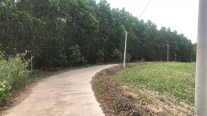 海南定安县坡赛 500亩耕地出租