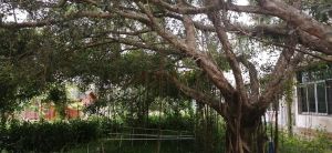 儋州700亩 农用设施用地转让