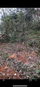 定安东线高速龙湖镇120亩橡胶林转让