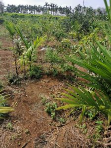 琼海25亩园地转让