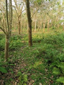 琼海15亩林地转让