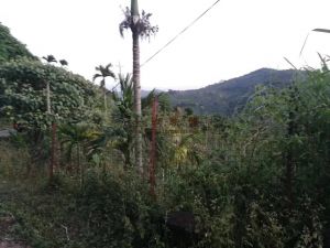 陵水本号33亩槟榔园转让